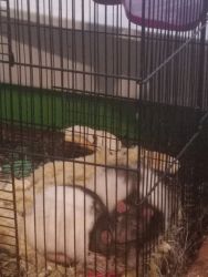 2 female rats and a cage for sale