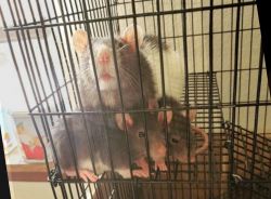 3 Female Rats
