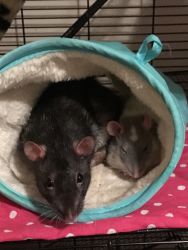 Pet rats for adoption