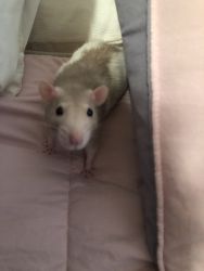 Pet Rat for sell
