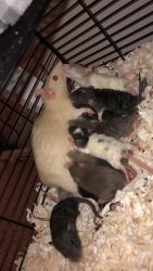 10 baby rats for sale! $15 for 2 rats
