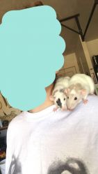fancy rats for sale with cage