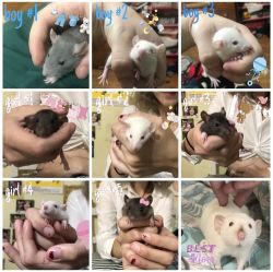 Baby Pet Rats Need Good Homes