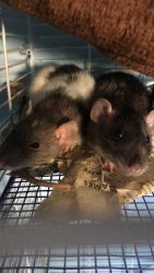 Two Female Rats