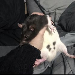 2 Fancy Rats For Free
