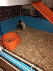 Sweet male rat for sale