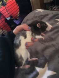 Selling Two Friendly Rats with Cage