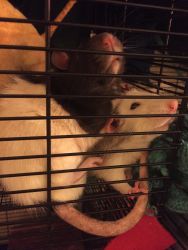Rehoming 4 Male Rats