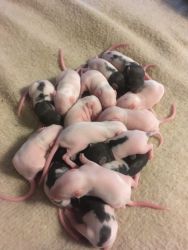 Beautiful baby rats