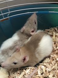 Two Rats For Sale