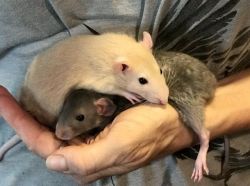 2 young, calm Female Rats seek forever home