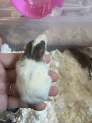 Baby Rats Available