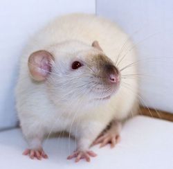 Fancy Pet Rats for sale