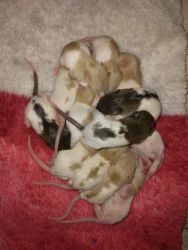 Baby Rats born on 06/17 needing homes