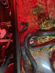 3ft. Black rat snake. 3 years old.