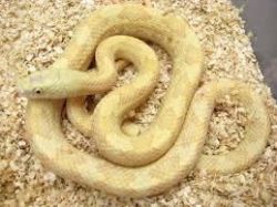 Moonshine Rat Snake