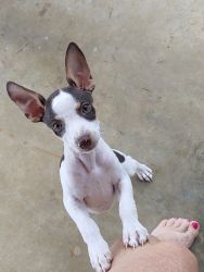 Miniature Male rat terrier puppy for adoption