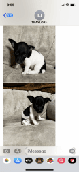 7 week old female rat terrier CKC registered