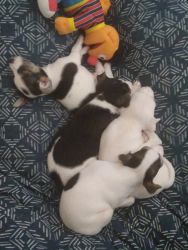 6 puppies -1 month old