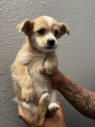Ratshi Terrier pups