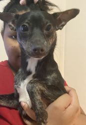 Rat terriers for sale -2 years old