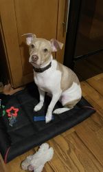 Loving Home Needed for Rocky
