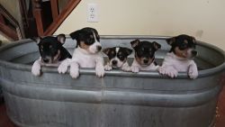 Rat Terrier puppys