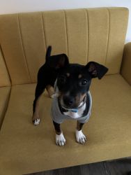 Rehoming 4 mos. Old female puppy
