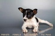 Our Female Rat Terrier Puppy!