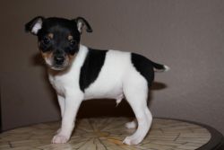 Ucki Registered Mini Rat Terrier Puppy