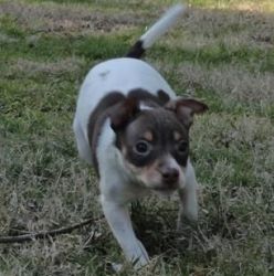 Cute ..,.,rat Terrier Puppies For Sale