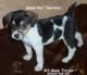 Rat terrier male puppy for sale