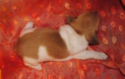 Classy Akc Rat Terrier Puppies Ready To Go