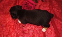 Beautiful Rat Terrier puppies for your home