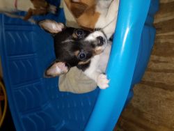Rat terrier puppies for sale male and female