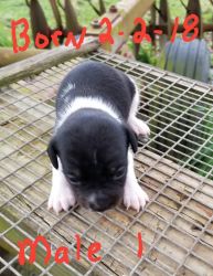 CKC REGISTERED MALE BLACK/ WHITE TOY RAT TERRIER PUPPIES FOR SALE