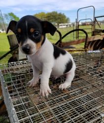 CKC registered Male toy rat terrier puppy for sale