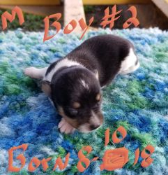 Ckc registered Male Toy Rat Terrier Puppies for sale $150