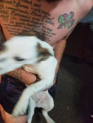 About 8 Month Old Rat Terrier