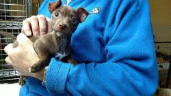 Toy Rat Terrier Puppies For Sale