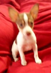 Rat terrier Chihuahua mix