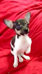 Rat Terrier Chihuahua mix