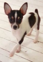 Rat Terrier Chihuahua mix