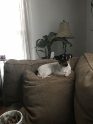 1 year old female rat terrier