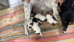 Rat Terrier puppies born on February 15 for sale
