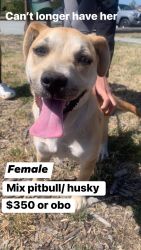 Mix pitbull & husky