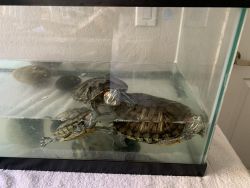 Turtle and Tank