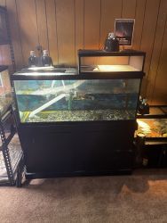 Red eared slider/ tank and accessories