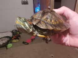 Red Eared Slider for sale!