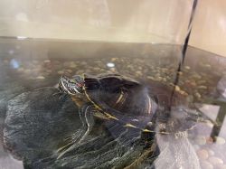 Red-Eared Slider and Large Tank